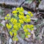 Euphorbia cyparissias Flower