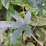 Cissus aralioides 葉