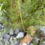 Galium rubrum Hoja
