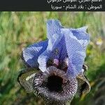 Iris hermona Floare
