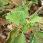 Pelargonium acetosum Other