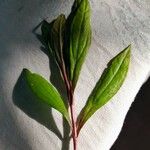 Ayapana triplinervis Leaf