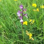 Anacamptis palustris Цвят