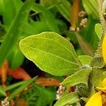 Helianthus petiolaris Leaf