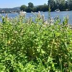 Mentha longifolia Vekstform