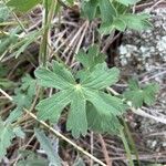 Geranium viscosissimum Blad