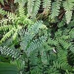 Adiantum pedatum Vivejo