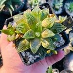 Haworthia cymbiformis Yaprak