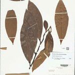 Guatteria discolor Hoja