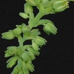 Cremnophila linguifolia Flower