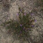 Dyschoriste schiedeana 整株植物