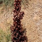 Cistanche tubulosa Habitus
