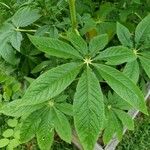 Cleome spinosa Feuille