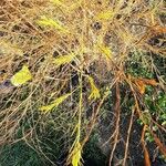 Asparagus officinalis Leaf