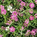 Gypsophila muralis Fula