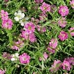 Gypsophila muralis Blomma