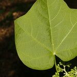 Jatropha curcas Blatt