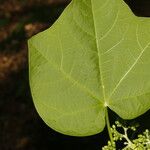 Jatropha curcas Folla