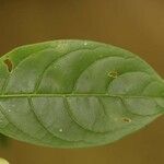 Solanum leucocarpon Лист