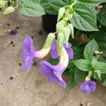 Thunbergia battiscombei Flower