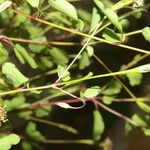 Porophyllum punctatum Leaf