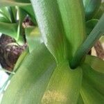 Ornithogalum thyrsoides Leaf