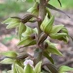 Epipactis purpurata Blomst