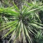 Yucca schidigera Frunză