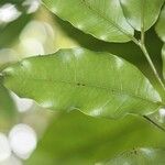 Syzygium cordemoyi Hoja