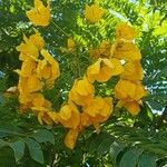 Cassia leptophylla ᱵᱟᱦᱟ