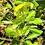 Fouquieria macdougalii Blatt