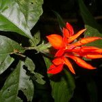Aphelandra aurantiaca Floare