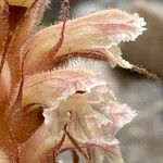 Orobanche amethystea Virág