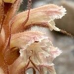 Orobanche amethystea Flower