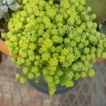 Sedum japonicum Hoja