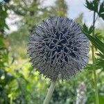 Echinops bannaticus പുഷ്പം