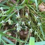 Arrhenatherum elatius Floro