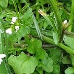 Cardamine flexuosa 葉