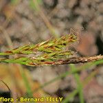 Carex brachystachys 果