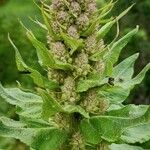 Verbascum lychnitis Flower