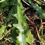 Hieracium gouanii Blatt