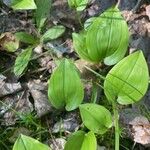 Maianthemum canadense Blad