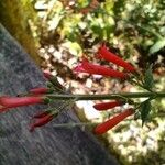 Russelia coccinea 花