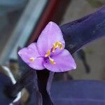 Tradescantia pallida Květ
