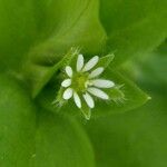 Stellaria media Flor