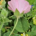 Malva hispanica 花