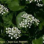 Cardamine asarifolia Flower