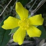 Helianthemum nummulariumBlomma