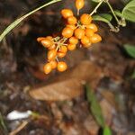 Smilax domingensis Fruto