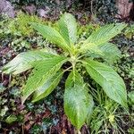 Echium strictum Характер